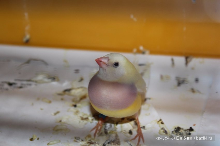 Птички - синички — Болталка и разговоры обо всем: жизнь