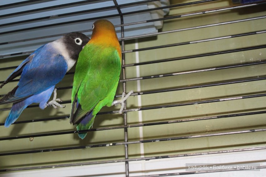 Птички - синички — Болталка и разговоры обо всем: жизнь