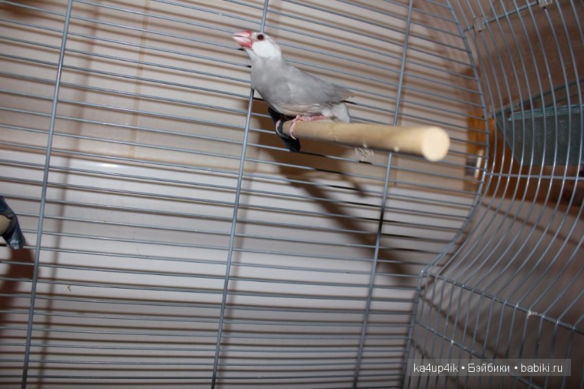 Птички - синички — Болталка и разговоры обо всем: жизнь