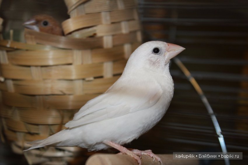 Птички - синички — Болталка и разговоры обо всем: жизнь