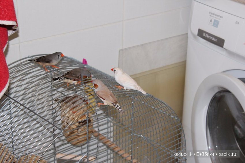 Птички - синички — Болталка и разговоры обо всем: жизнь (фото 10)