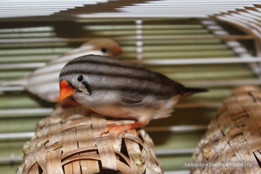 Птички - синички — Болталка и разговоры обо всем: жизнь (фото 5)