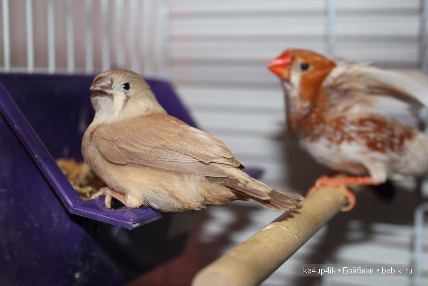 Птички - синички — Болталка и разговоры обо всем: жизнь