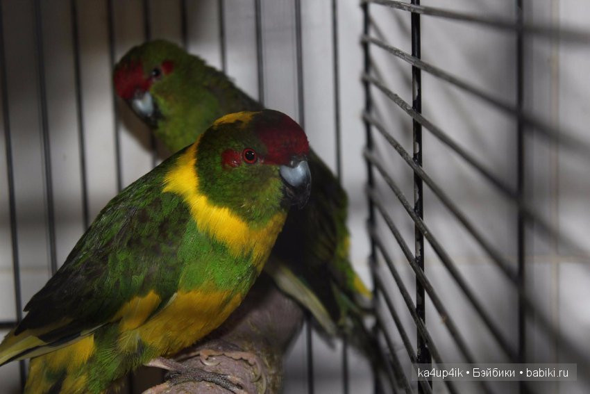 Птички - синички — Болталка и разговоры обо всем: жизнь