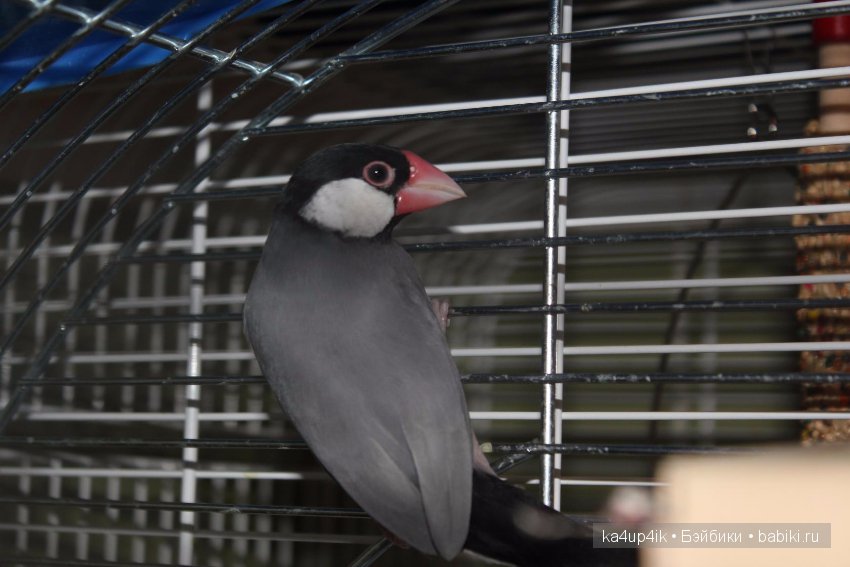 Птички - синички — Болталка и разговоры обо всем: жизнь