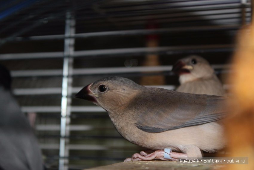 Птички - синички — Болталка и разговоры обо всем: жизнь