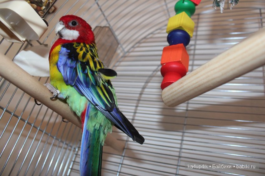 Птички - синички — Болталка и разговоры обо всем: жизнь