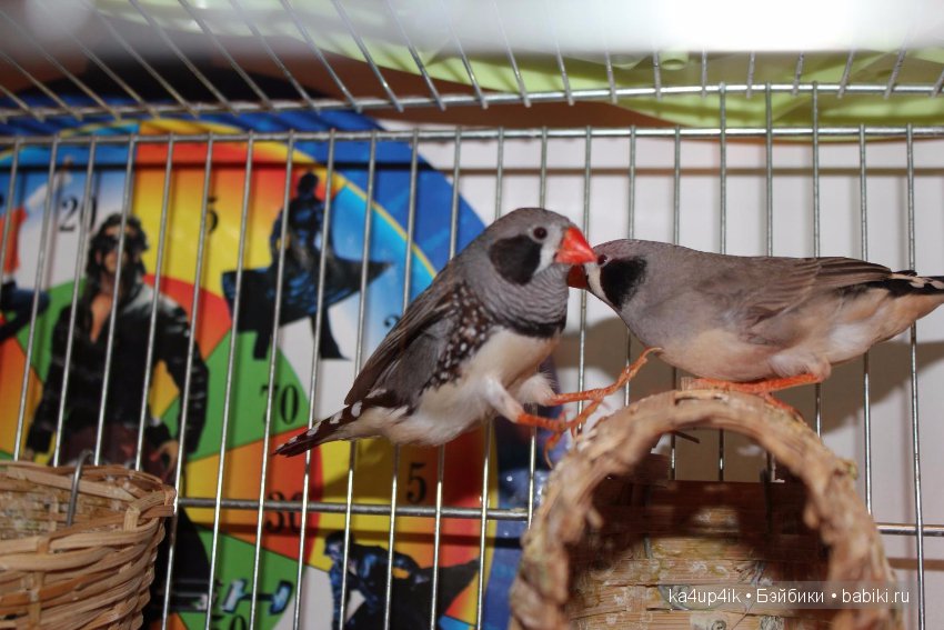 Птички - синички — Болталка и разговоры обо всем: жизнь