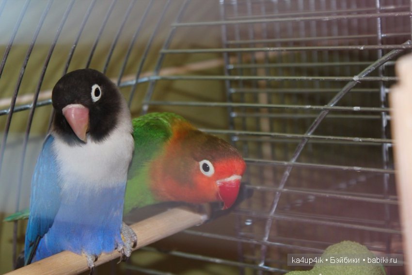 Птички - синички — Болталка и разговоры обо всем: жизнь