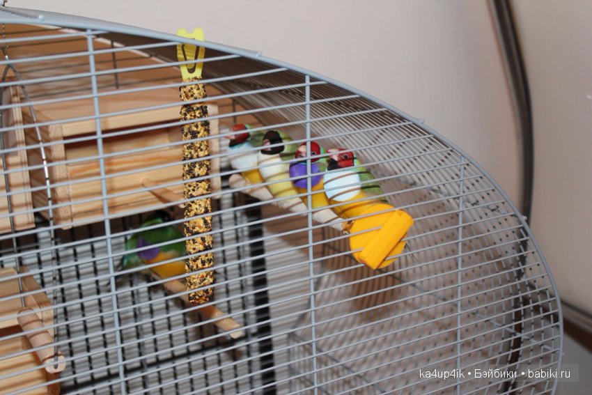 Птички - синички — Болталка и разговоры обо всем: жизнь