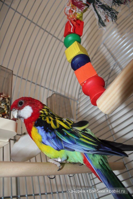 Птички - синички — Болталка и разговоры обо всем: жизнь