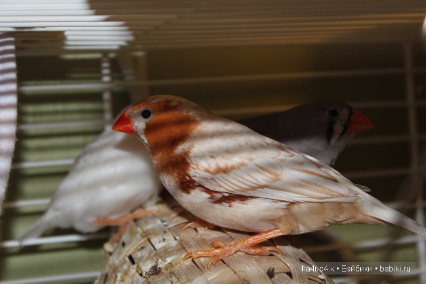 Птички - синички — Болталка и разговоры обо всем: жизнь (фото 4)