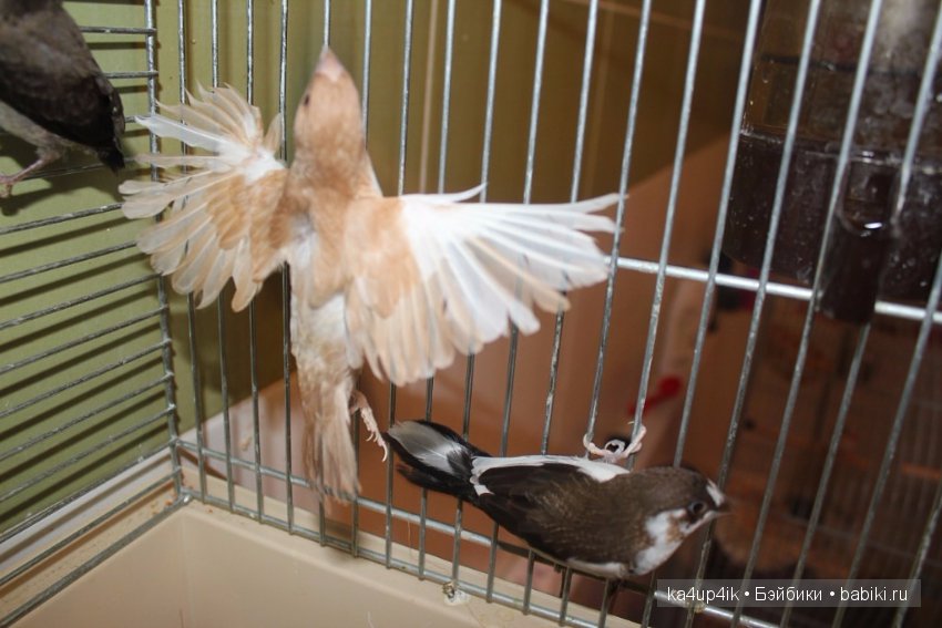 Птички - синички — Болталка и разговоры обо всем: жизнь