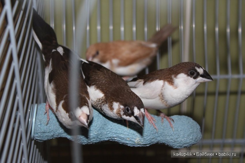 Птички - синички — Болталка и разговоры обо всем: жизнь