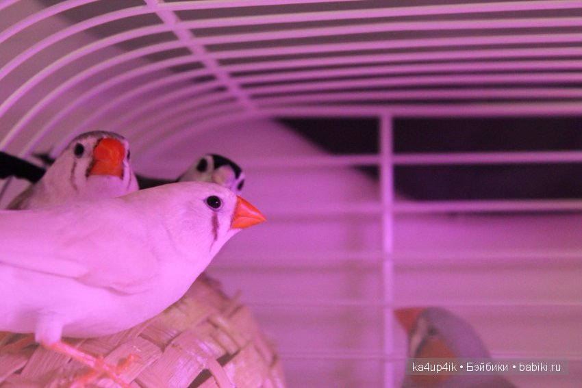 Птички - синички — Болталка и разговоры обо всем: жизнь (фото 9)