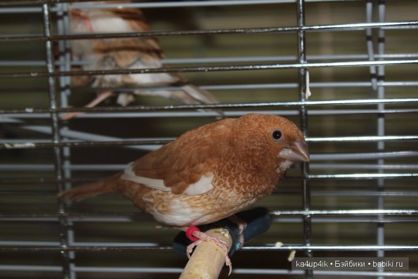 Птички - синички — Болталка и разговоры обо всем: жизнь