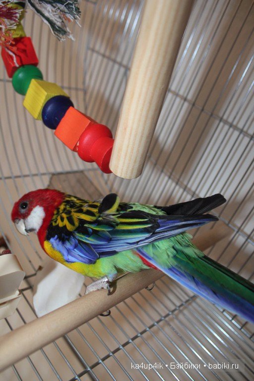 Птички - синички — Болталка и разговоры обо всем: жизнь