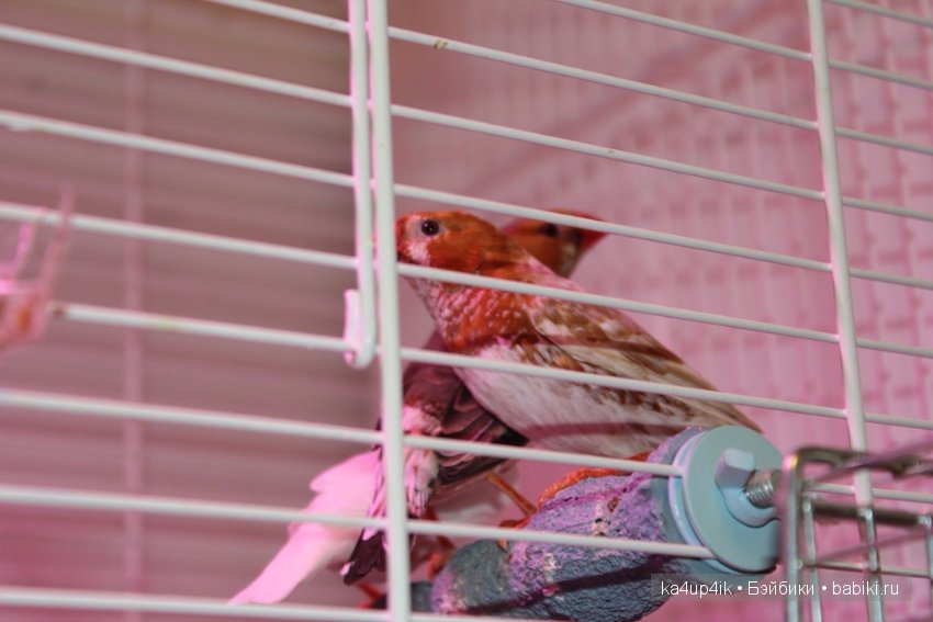 Птички - синички — Болталка и разговоры обо всем: жизнь (фото 3)