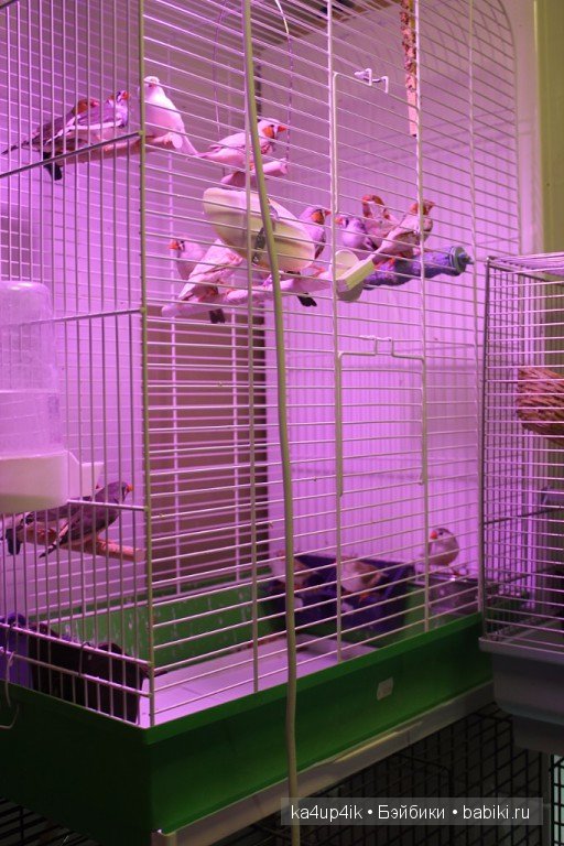 Птички - синички — Болталка и разговоры обо всем: жизнь