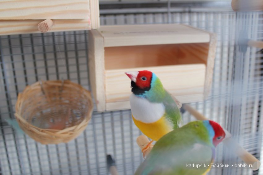 Птички - синички — Болталка и разговоры обо всем: жизнь