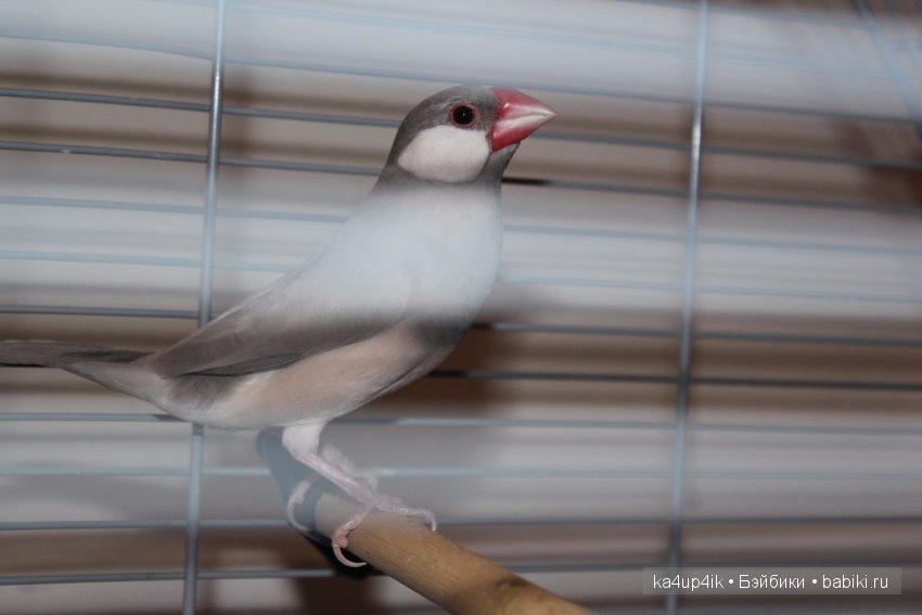 Птички - синички — Болталка и разговоры обо всем: жизнь