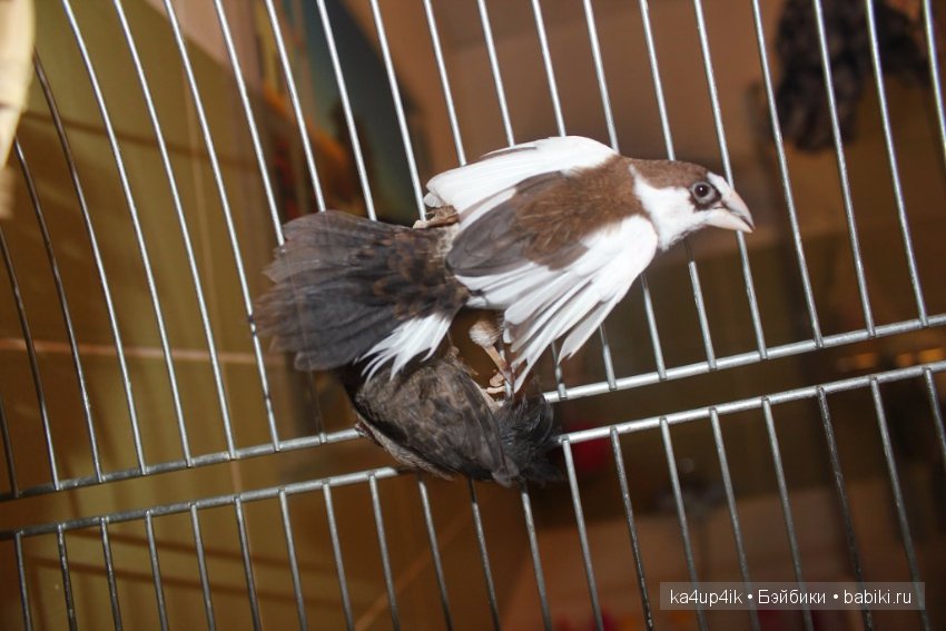 Птички - синички — Болталка и разговоры обо всем: жизнь