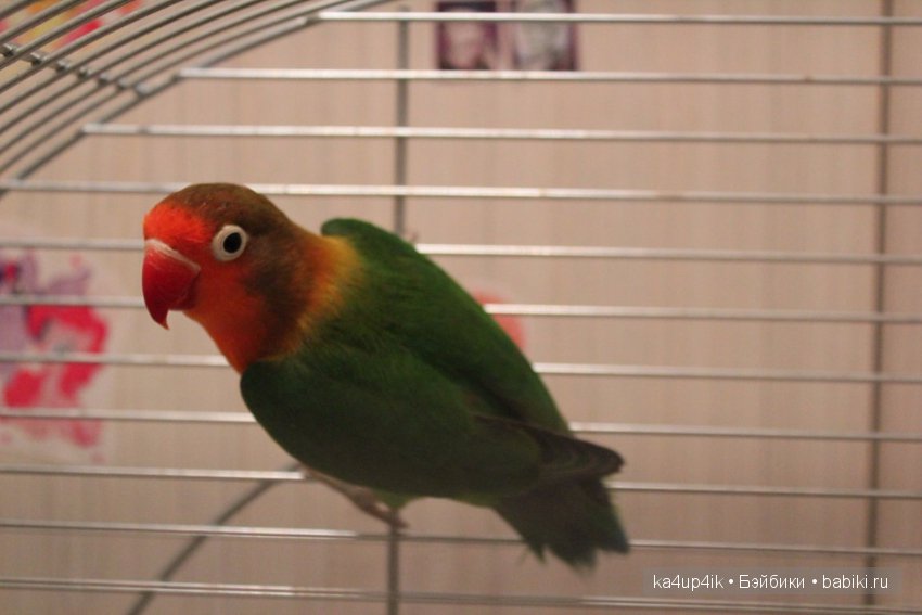 Птички - синички — Болталка и разговоры обо всем: жизнь