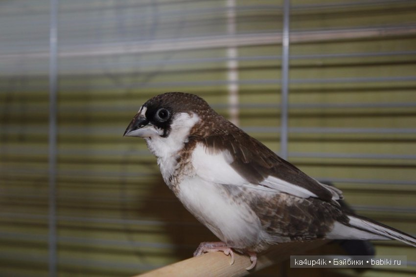 Птички - синички — Болталка и разговоры обо всем: жизнь