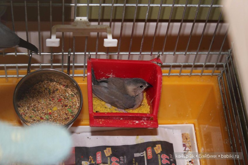 Птички - синички — Болталка и разговоры обо всем: жизнь