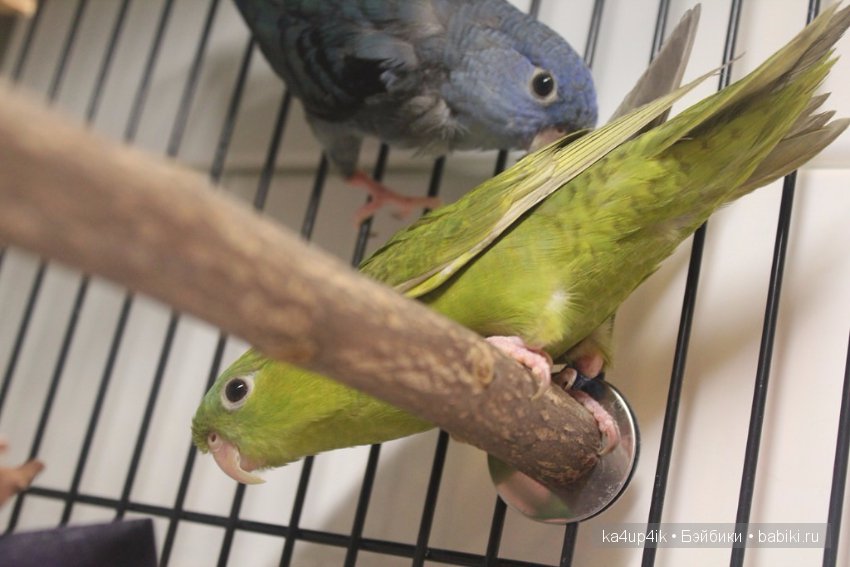 Птички - синички — Болталка и разговоры обо всем: жизнь