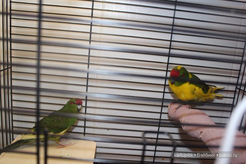 Птички - синички — Болталка и разговоры обо всем: жизнь