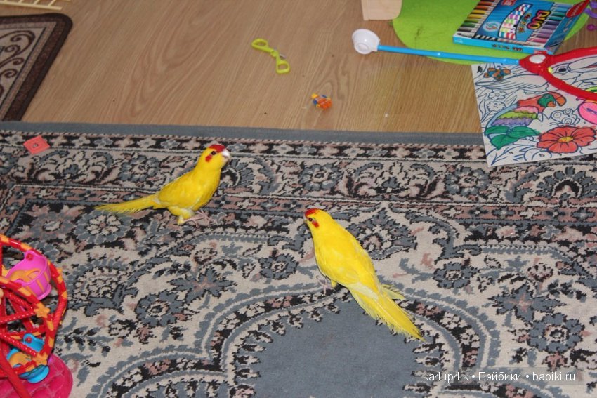 Птички - синички — Болталка и разговоры обо всем: жизнь