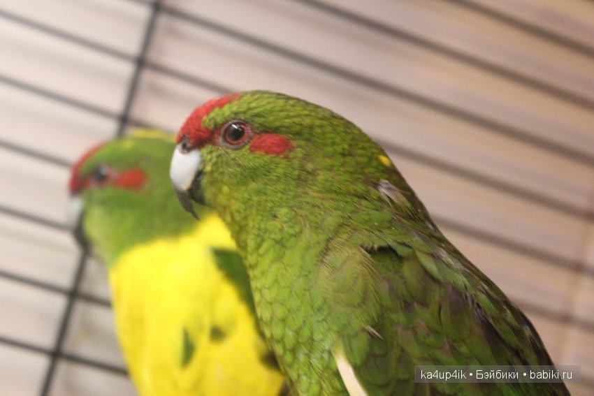 Птички - синички — Болталка и разговоры обо всем: жизнь