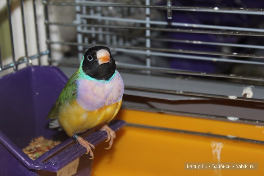 Птички - синички — Болталка и разговоры обо всем: жизнь