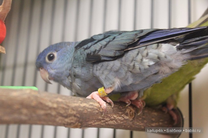 Птички - синички — Болталка и разговоры обо всем: жизнь