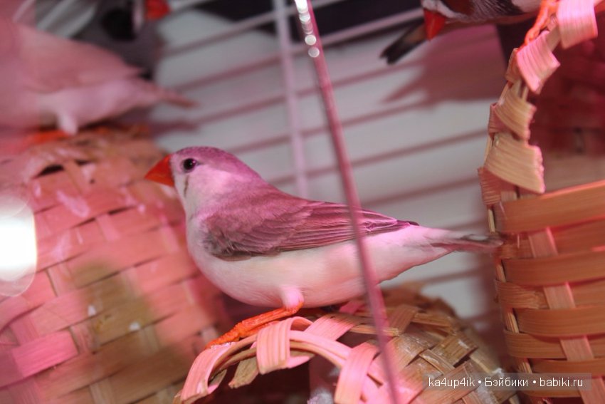 Птички - синички — Болталка и разговоры обо всем: жизнь (фото 8)