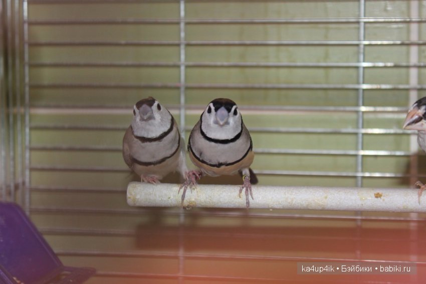 Птички - синички — Болталка и разговоры обо всем: жизнь