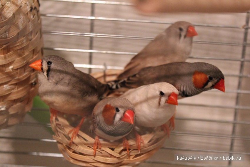 Птички - синички — Болталка и разговоры обо всем: жизнь