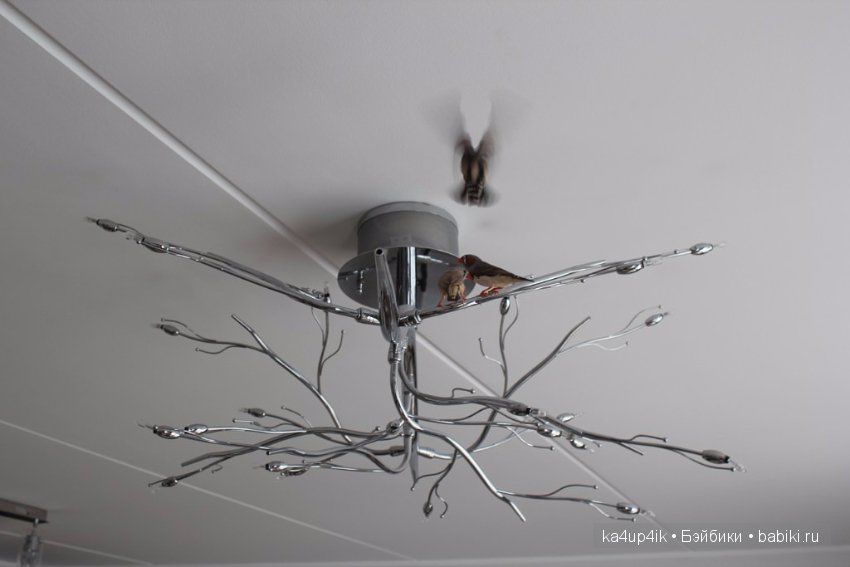 Птички - синички — Болталка и разговоры обо всем: жизнь