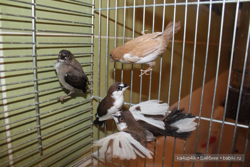 Птички - синички — Болталка и разговоры обо всем: жизнь