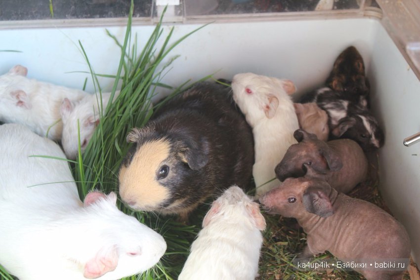 Свинюшки игрушки — Болталка и разговоры обо всем: жизнь (фото 8)