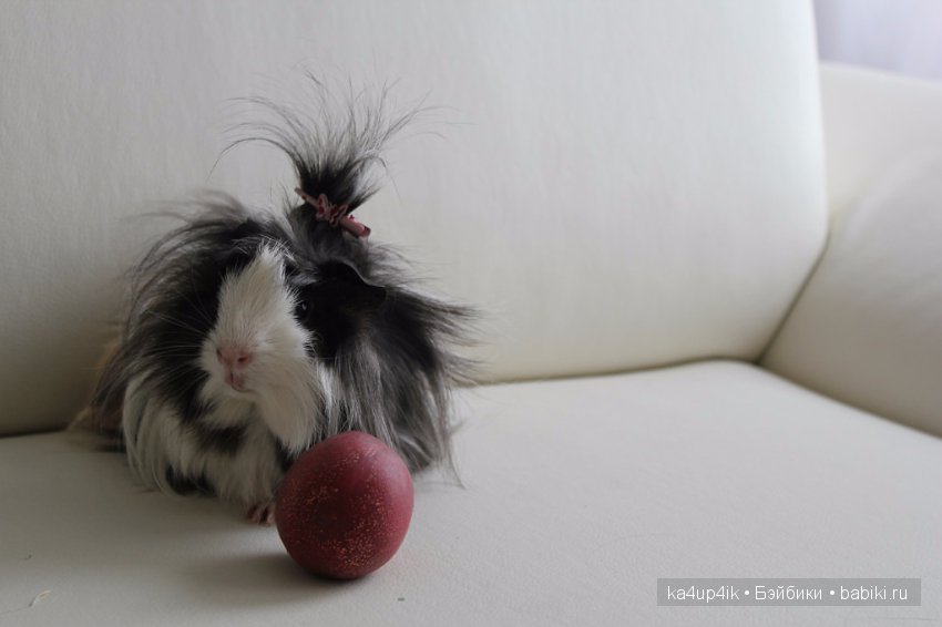 Свинюшки игрушки — Болталка и разговоры обо всем: жизнь