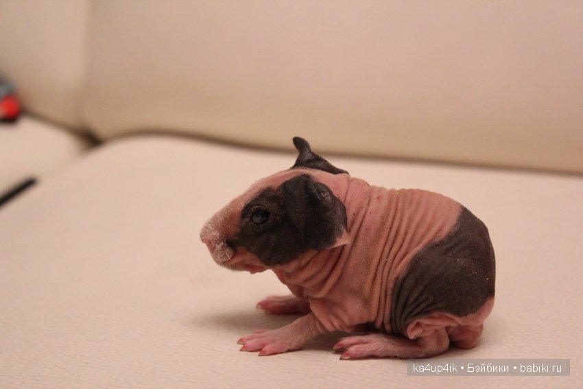 Свинюшки игрушки — Болталка и разговоры обо всем: жизнь (фото 5)