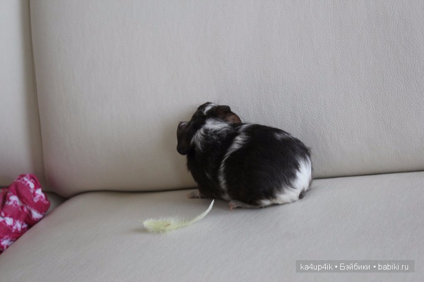 Свинюшки игрушки — Болталка и разговоры обо всем: жизнь