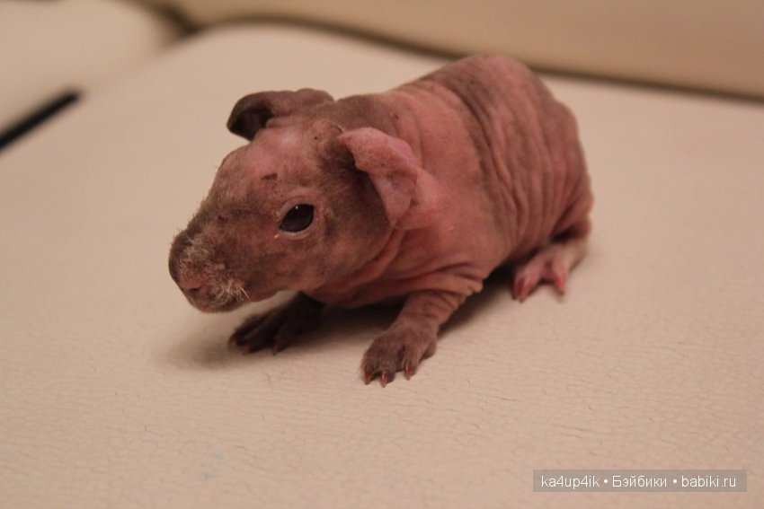 Свинюшки игрушки — Болталка и разговоры обо всем: жизнь (фото 3)