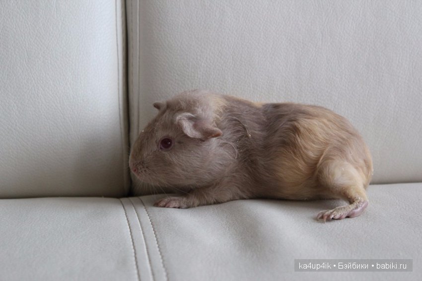 Свинюшки игрушки — Болталка и разговоры обо всем: жизнь