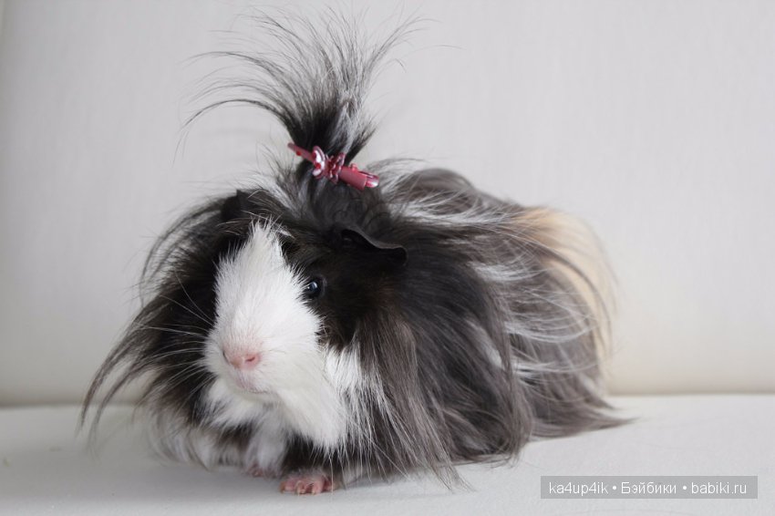 Свинюшки игрушки — Болталка и разговоры обо всем: жизнь