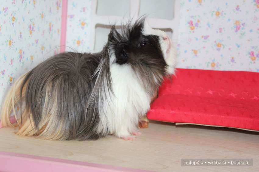 Свинюшки игрушки — Болталка и разговоры обо всем: жизнь