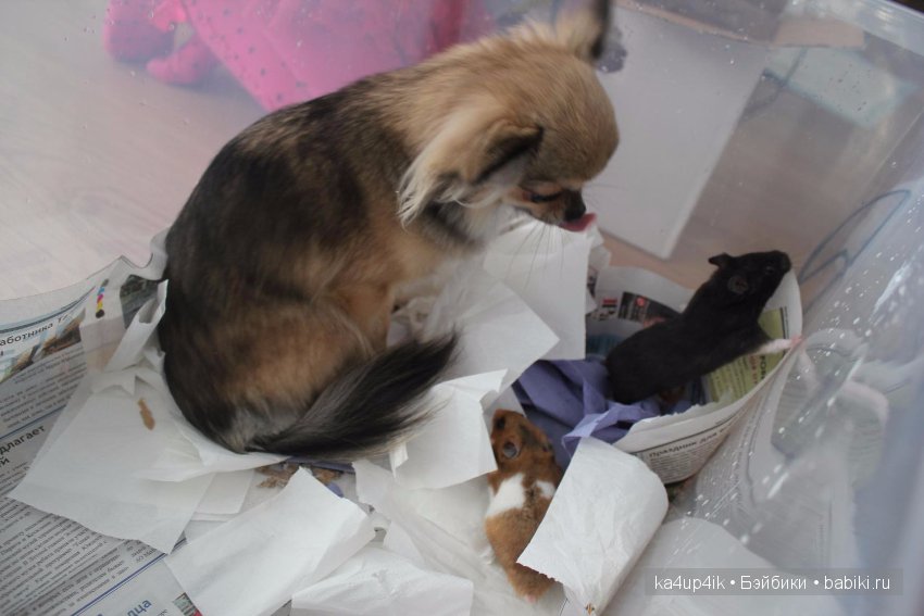 Мистер крабс у нас дома , а так же пачкулька и воонялка