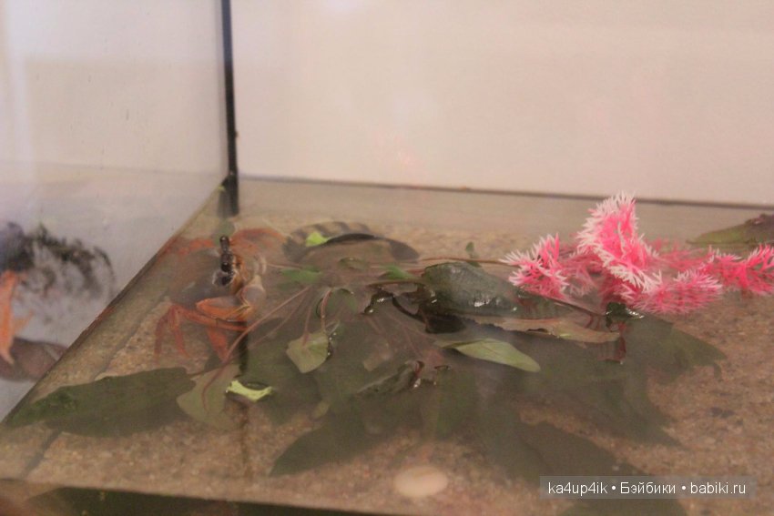 Мистер крабс у нас дома , а так же пачкулька и воонялка